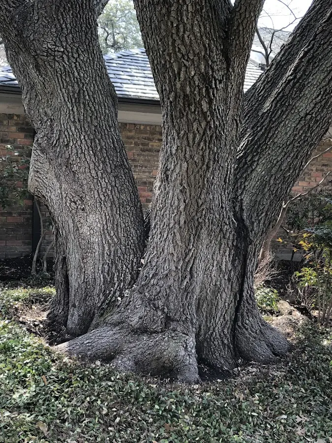 Mature heritage tree close to a Sylvan Beach property cared for by certified arborists